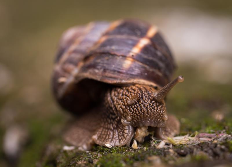 snail slime properties and top 5 creams for quality